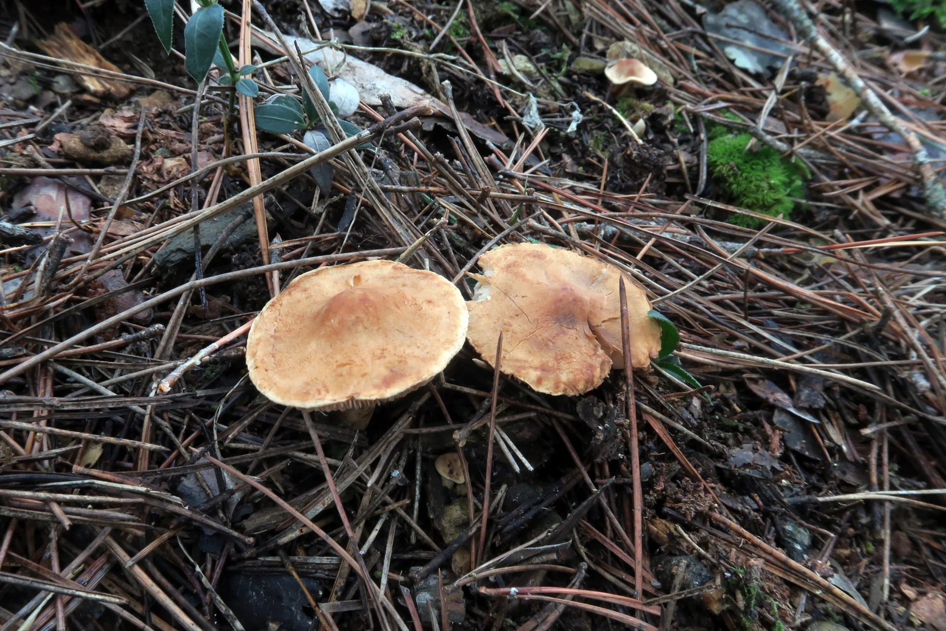 Tricholoma psammopus - 1 - IMG_2233